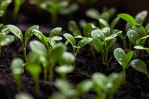 seedlings, soil, spring flowers-7110591.jpg